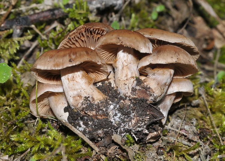 Cortinarius sp. -  cespitoso
